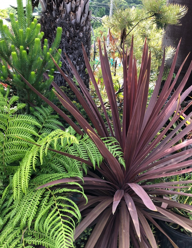 No.1134：個性豊かな”オージーガーデン”