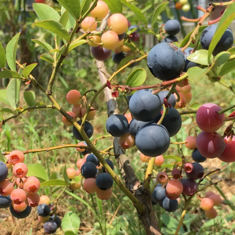 No.1139：ブルーベリー　ラビットアイ