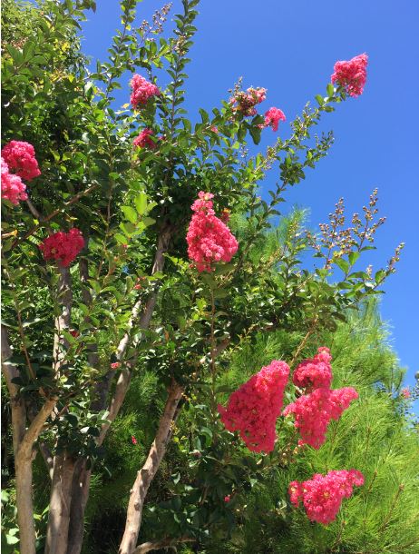 No.1140：サルスベリ