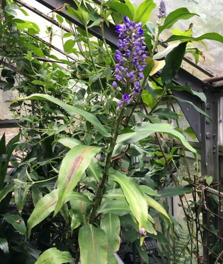 No.1141：オオタチカラクサ