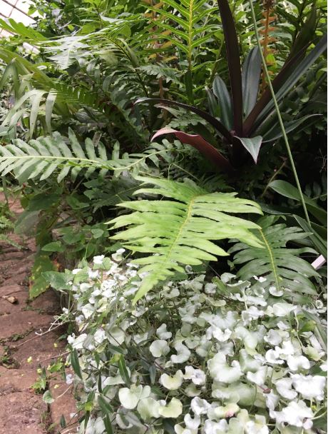 ディコンドラ　シルバー