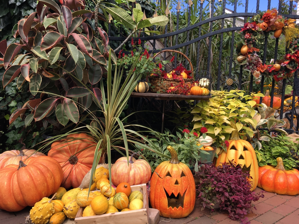 No.1146：パンプキンとカラーリーフのハロウィンディスプレイ