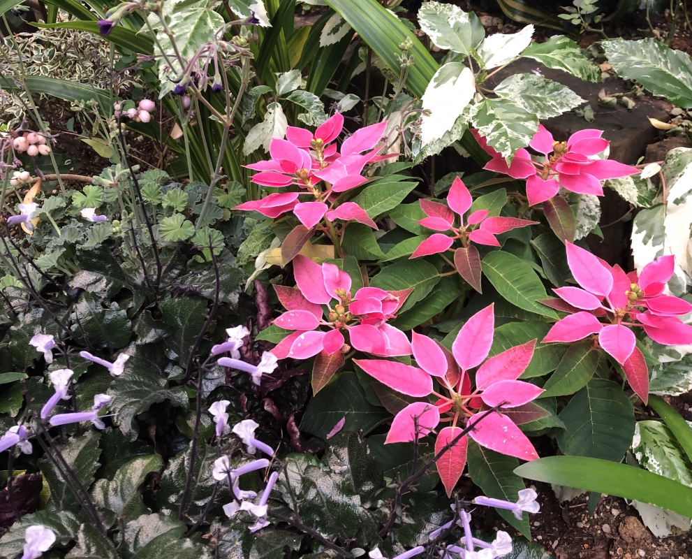 No.1147：”プリンセチア”季節を楽しむ植栽