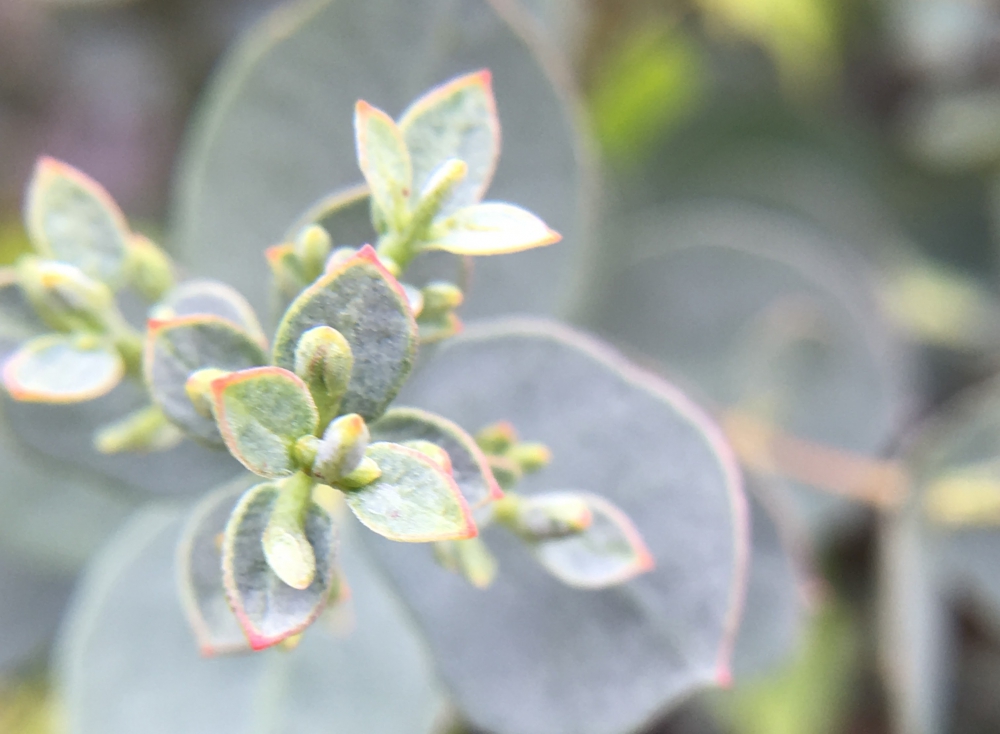 No.1148：ユーカリグニーの花