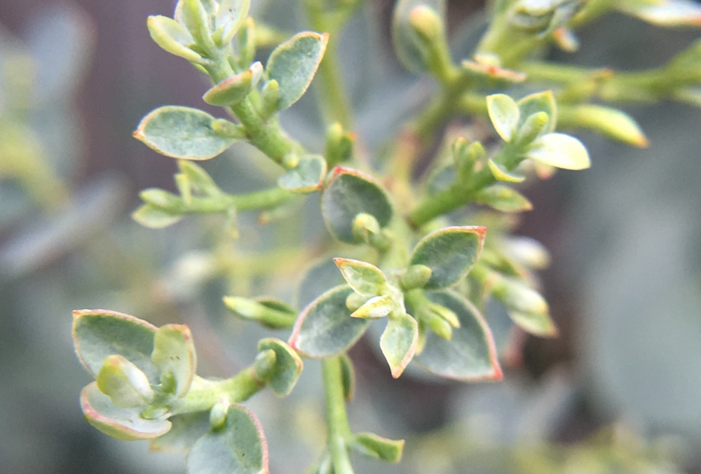 可憐な花を咲かせます