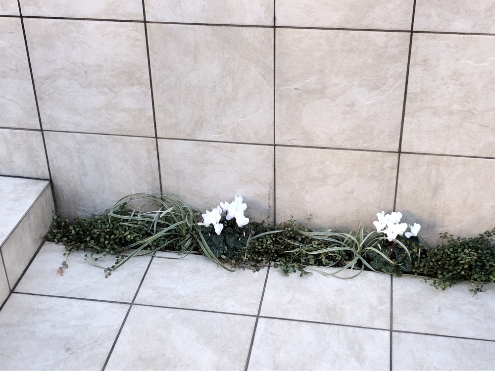 充実した狭小の植栽スペース