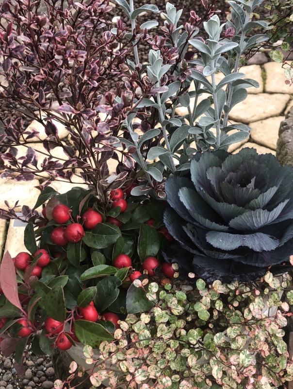 カラーリーフを使った冬の寄せ植え