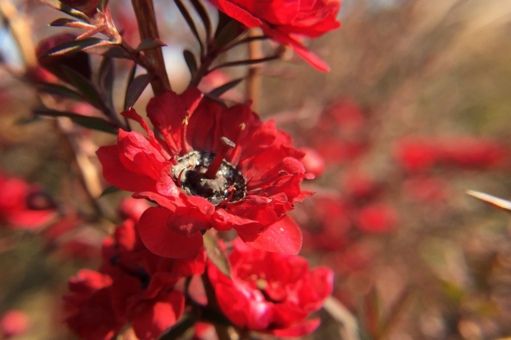 No.1152：ギョリュウバイ