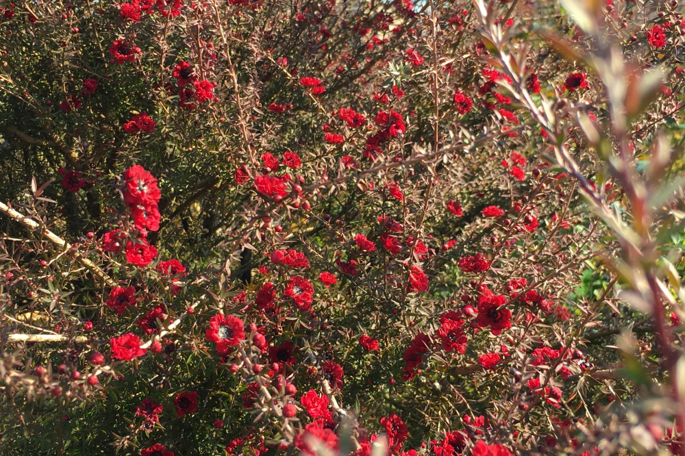 密に詰まった枝が特徴的な樹形。