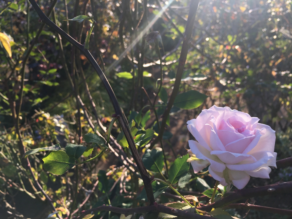 No.1154：真冬に咲くバラ