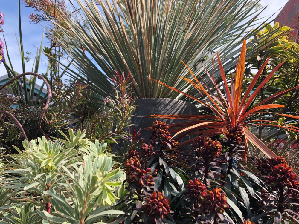 No.1157：”珍奇植物(ビザールプランツ)”