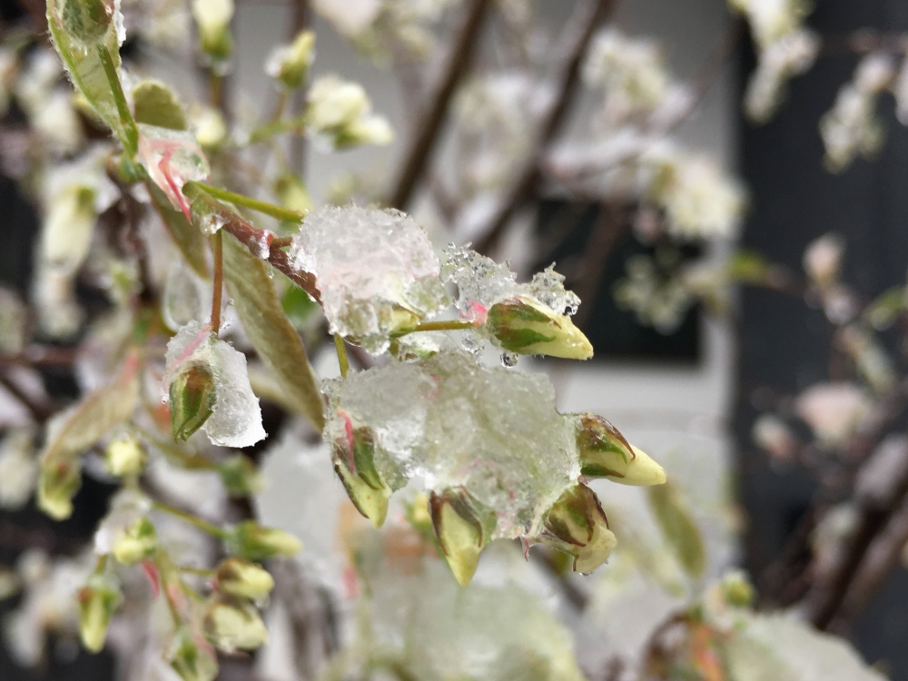 No.1158：季節外れの雪でした
