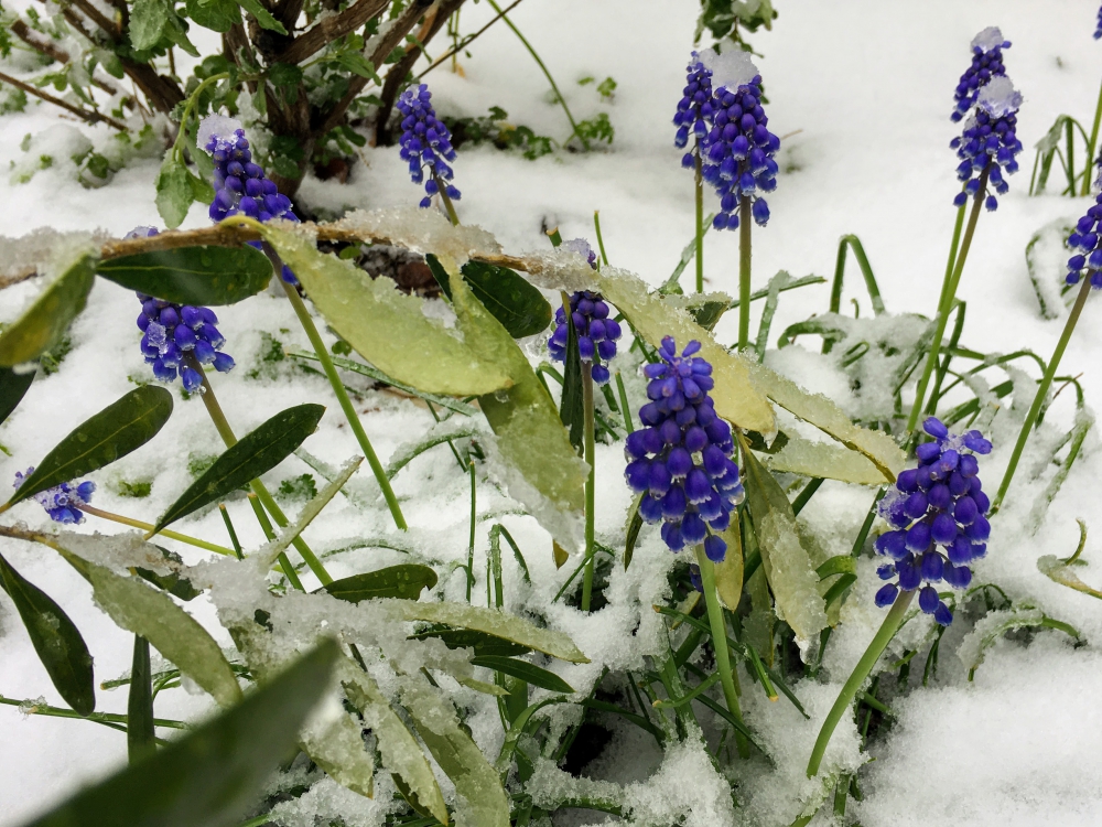 ちょこんと雪をかぶったムスカリたち