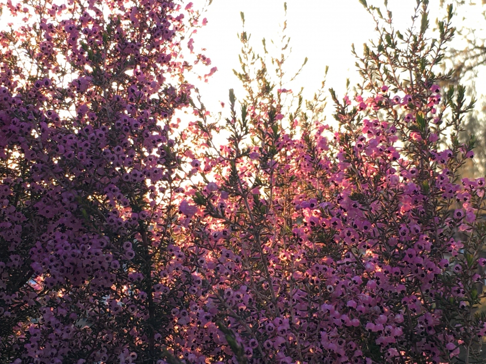 No.1160：燃ゆるジャノメエリカ