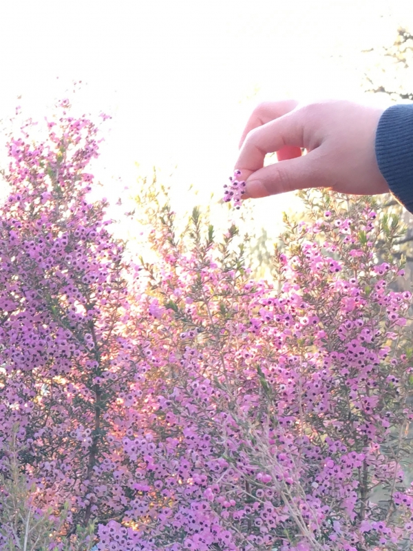 ひとつまみ、、、