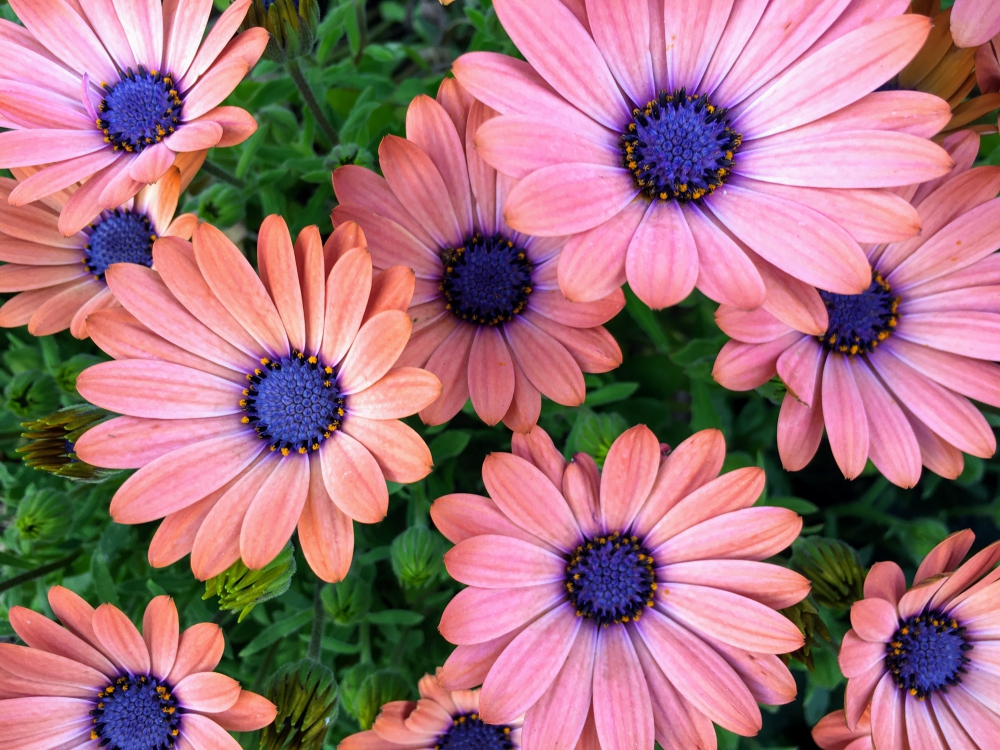 No.1161：ビビットカラーのオステオスペルマム