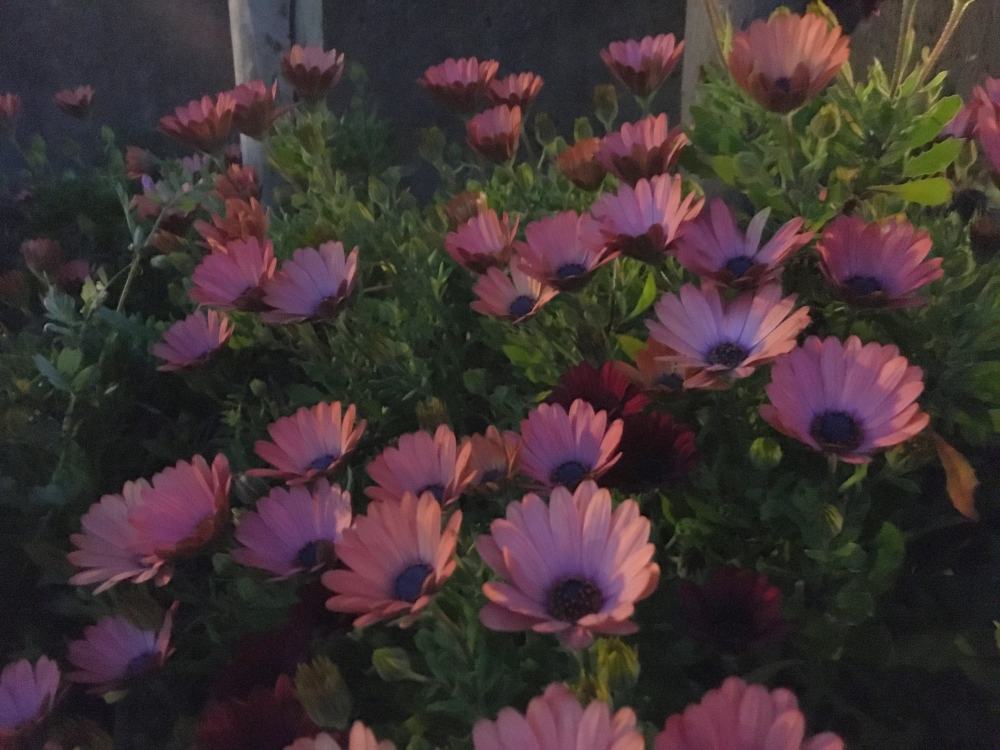 夜のオステオスペルマム