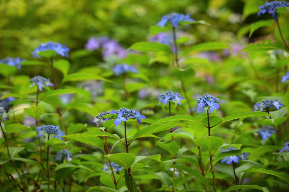 No.1163：梅雨の気配とヤマアジサイ