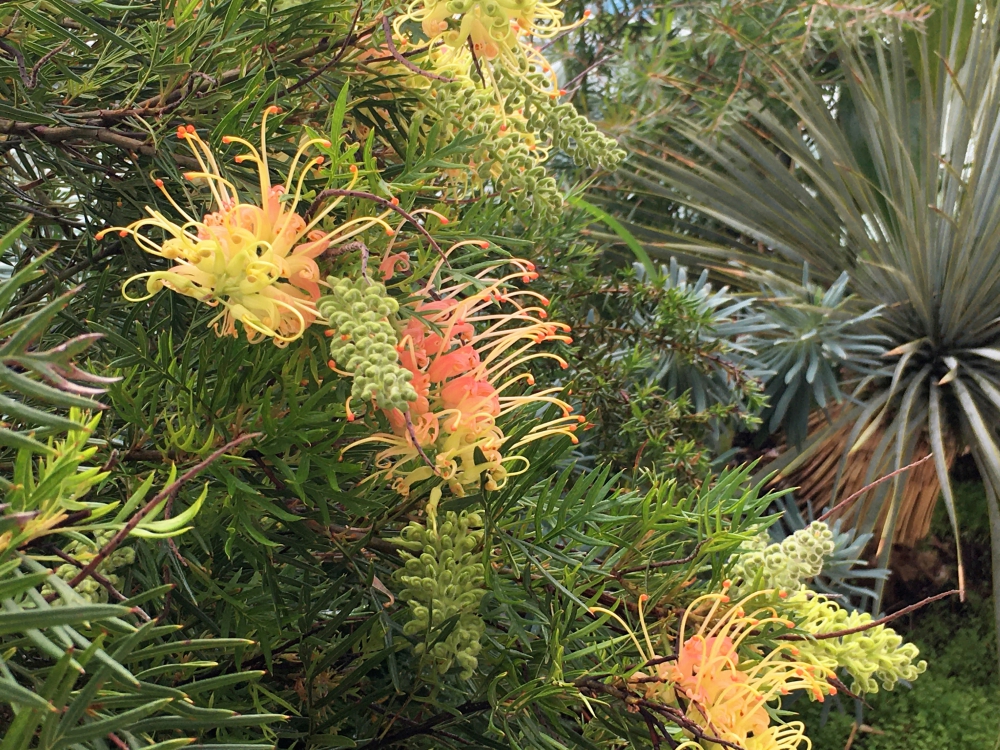 No.1165：グレビレアー羽衣の木の花やその仲間たち