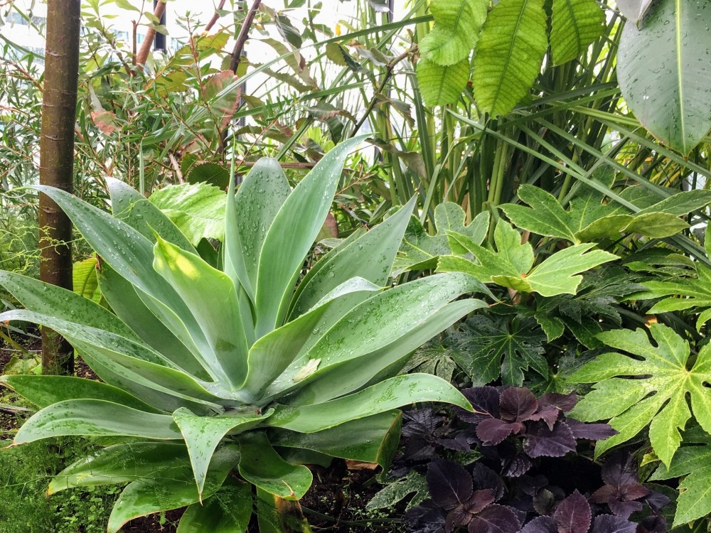 アガぺやヤツデ