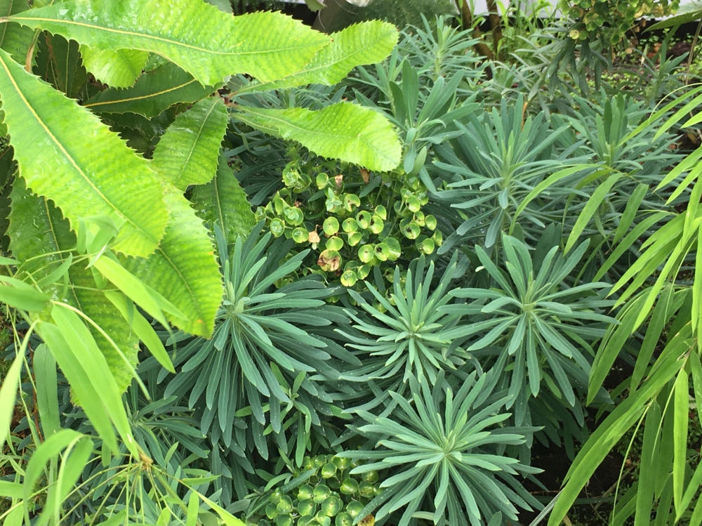 ユーフォルビア