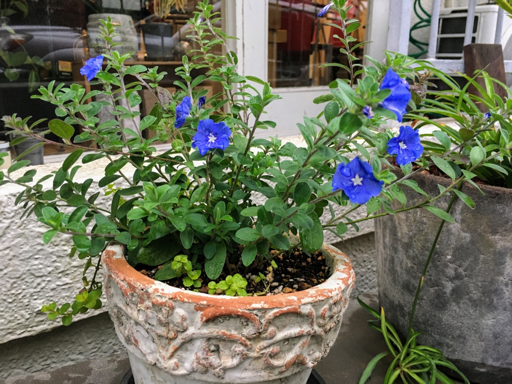 No.1166：アメリカンブルー