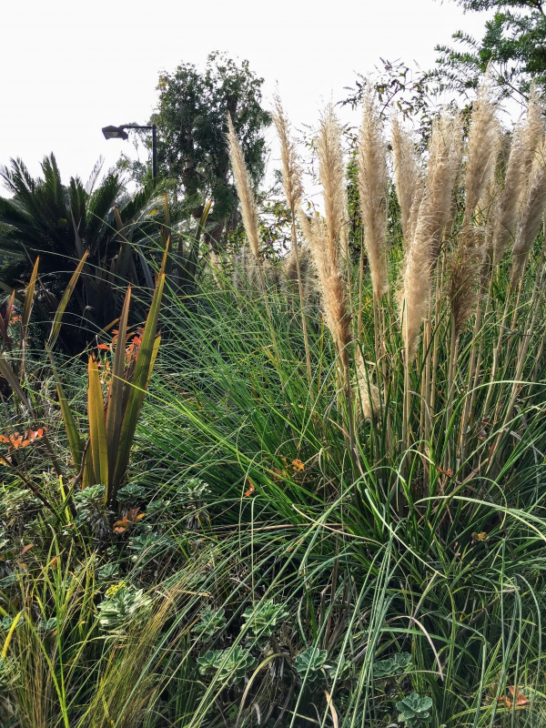 No.1167：大きなススキ”パンパスグラス”