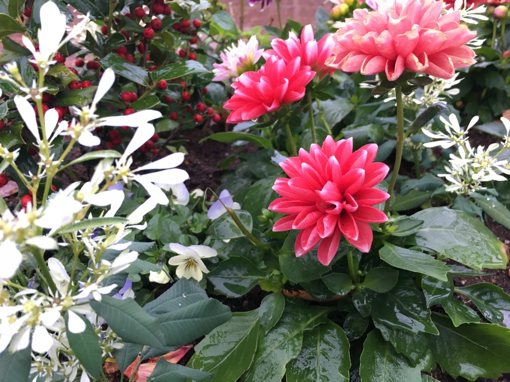 No.1168：ダリアとセイヨウヒイラギでクリスマス気分を♪