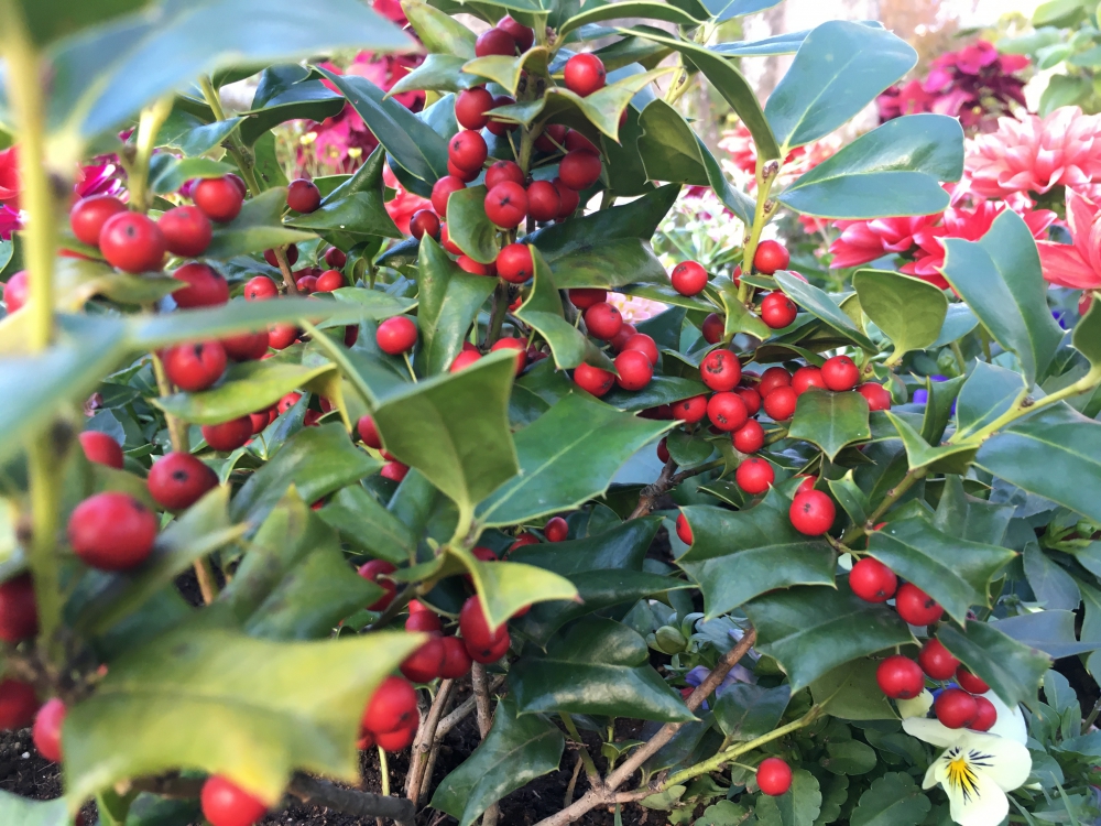 真っ赤な実のあるセイヨウヒイラギ