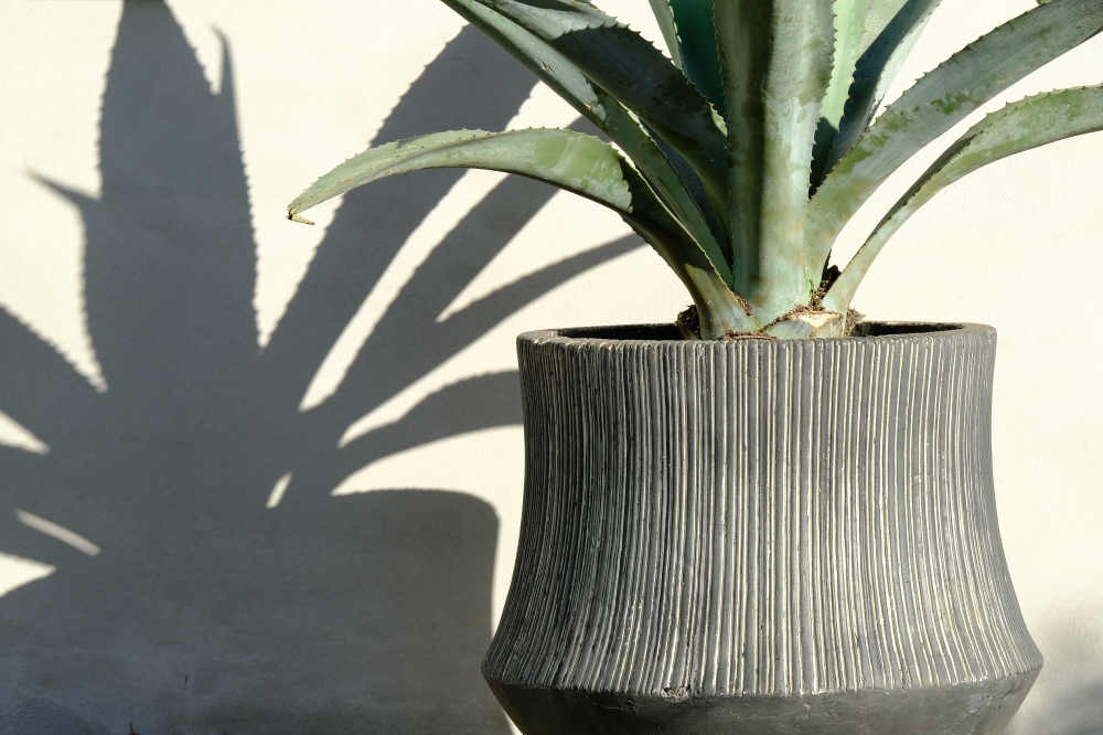 No.1171：アガベはいかがですか?