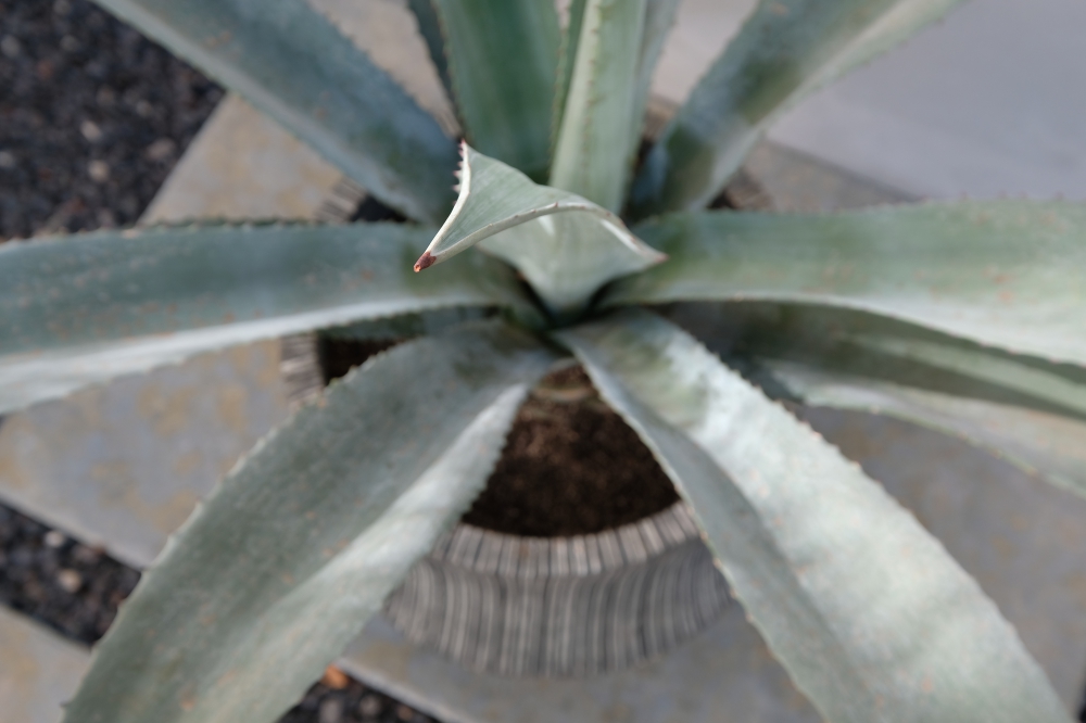 放射状に生えてくる葉