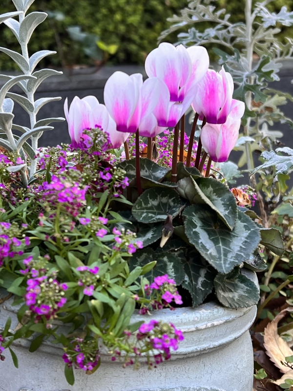 No.1178：ガーデンシクラメンの季節です。