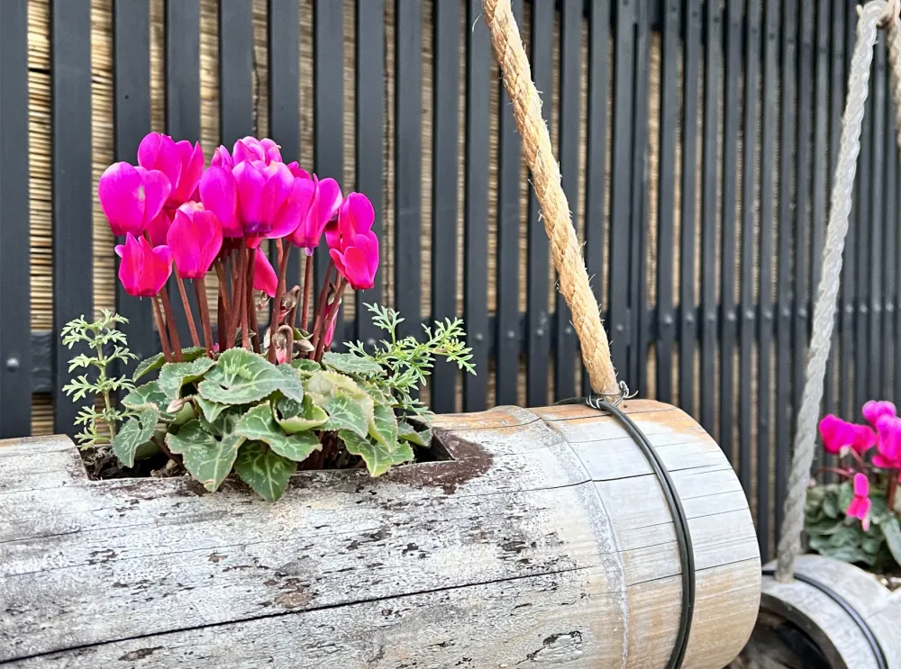 竹筒にもシクラメン