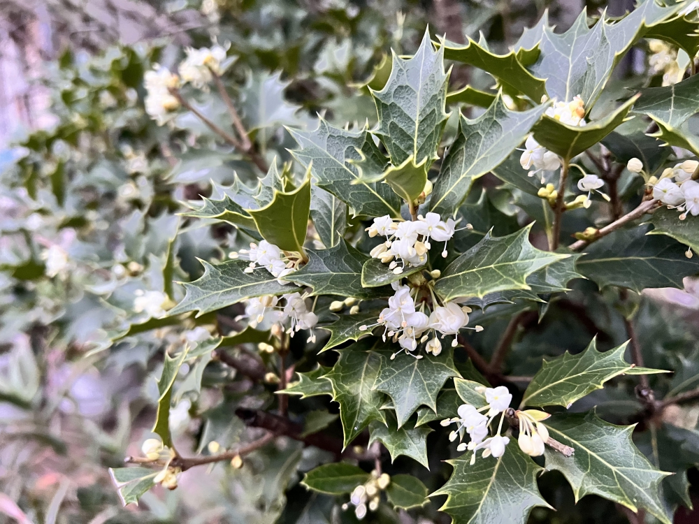 No.1179：柊(ヒイラギ)の白いお花