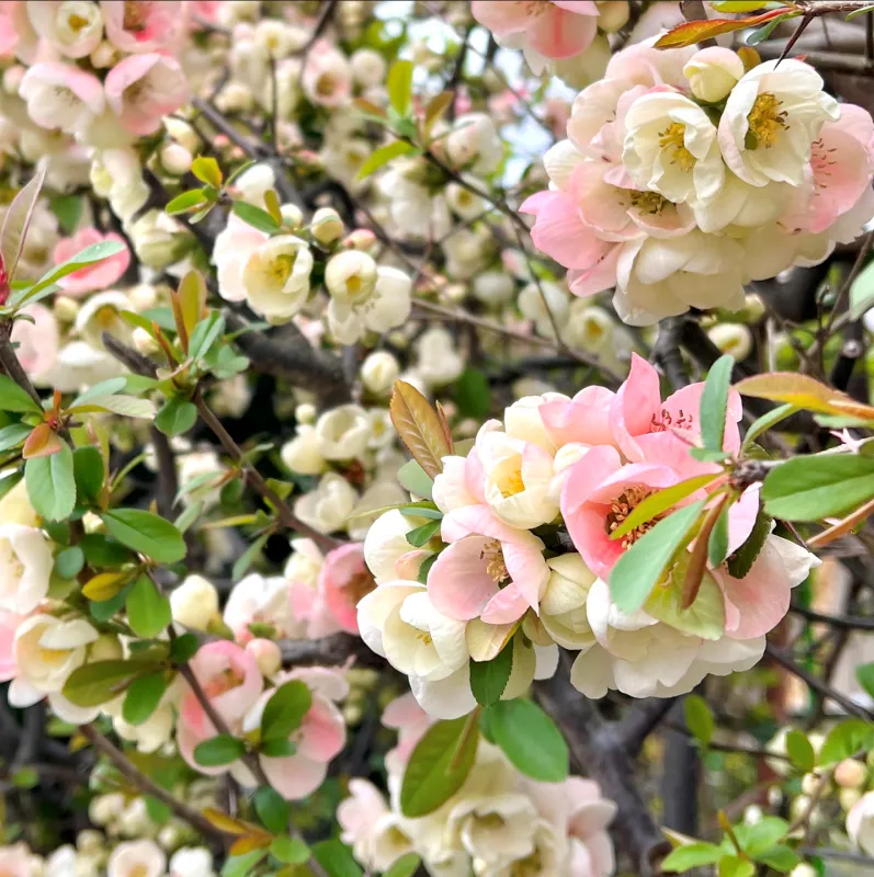 No.1181：ふっくらとした花のサラサボケ