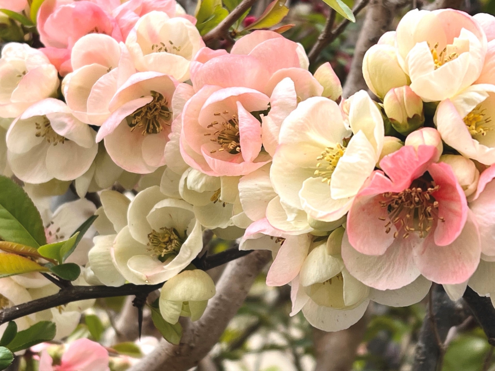 ふっくらと丸みのある花弁