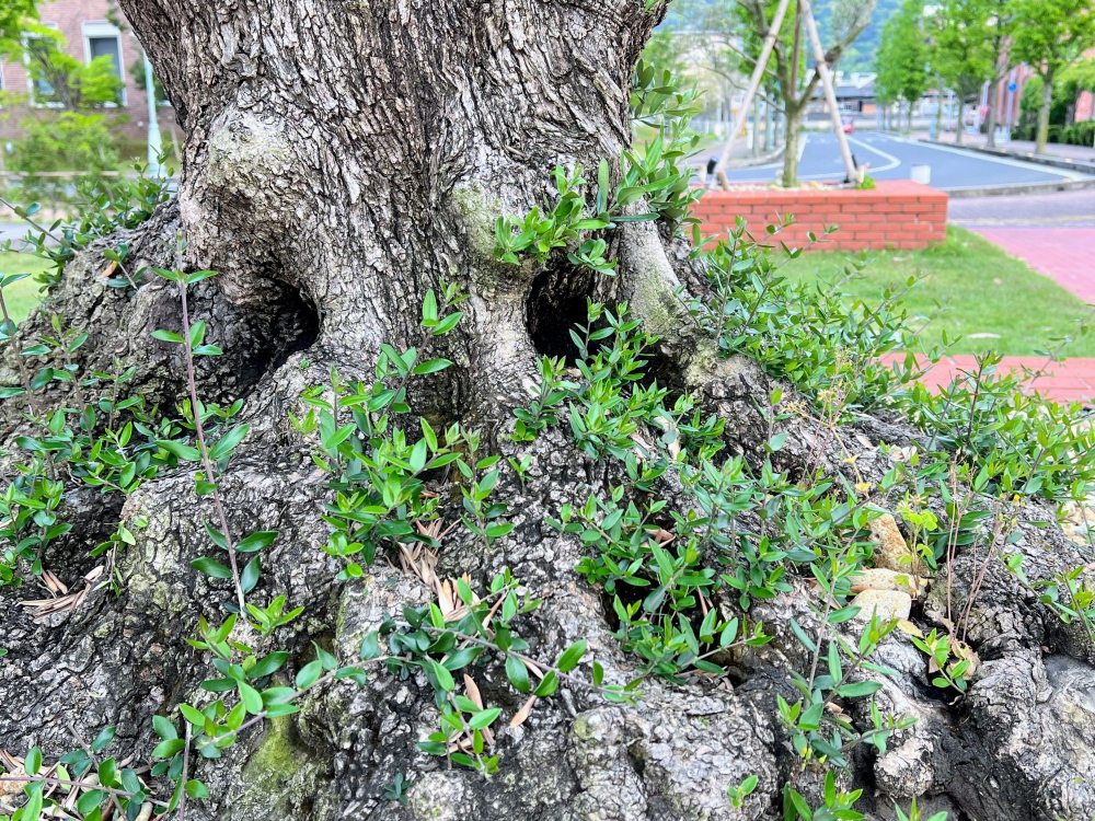 No.1183：オリーブの艶やかな枝葉