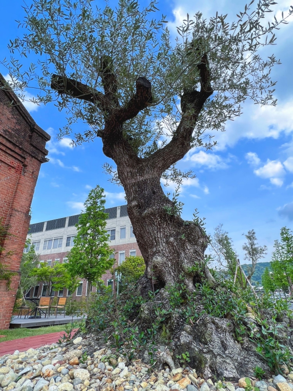 空を仰ぐオリーブ