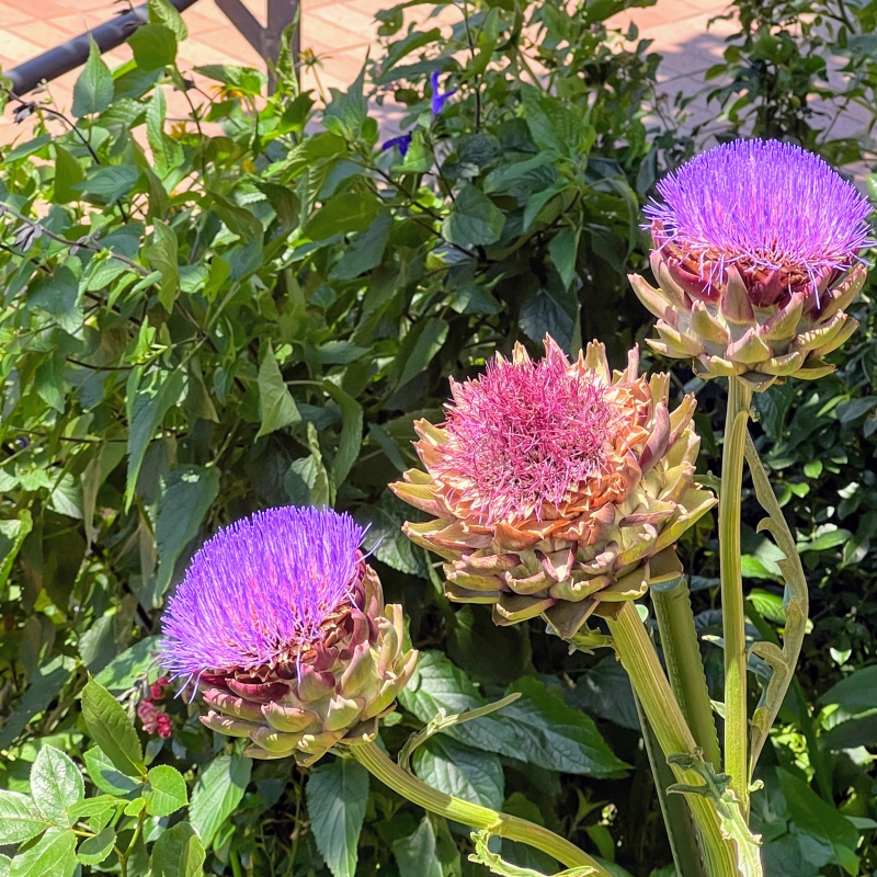 No.1184：アーティチョークの花