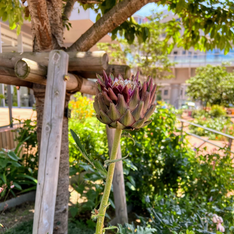 アーティチョークの花が咲きかけです