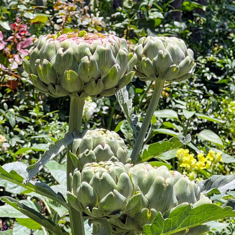 アーティチョークのつぼみ