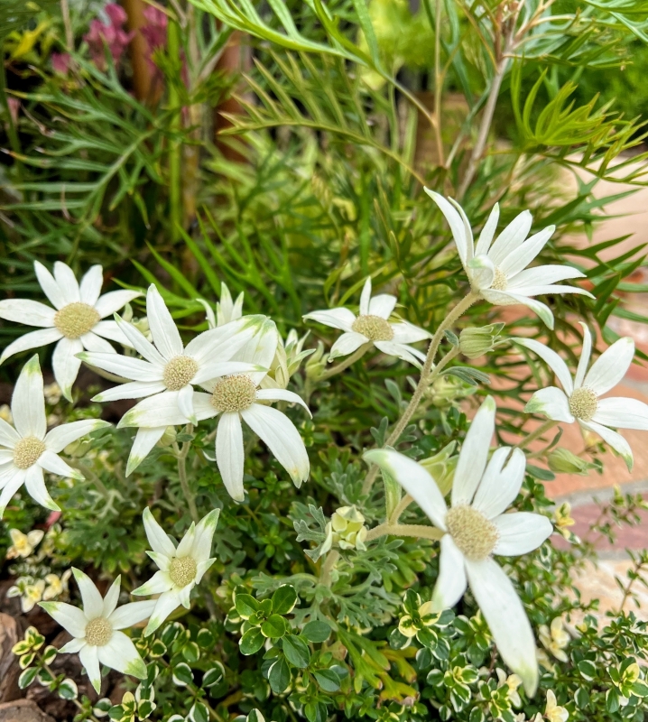 グレビレアの葉とフランネルフラワー