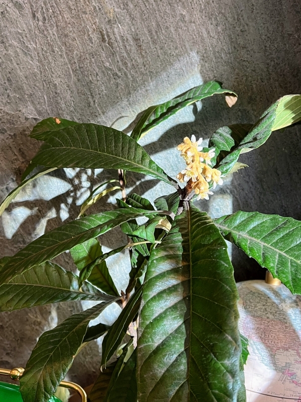 No.1186：枇杷の花が咲きました