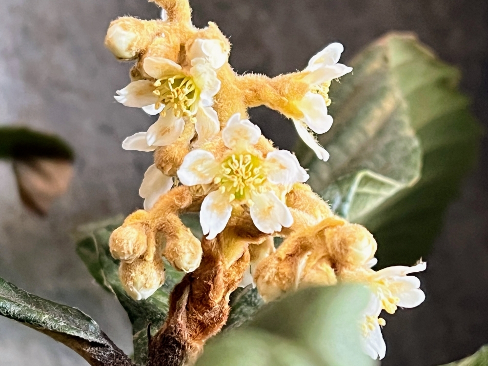 枇杷(ビワ)の花2