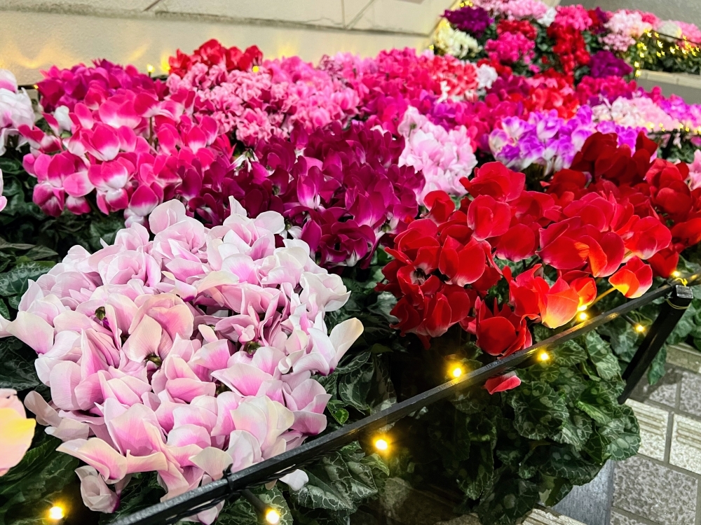 艶やかなシクラメン