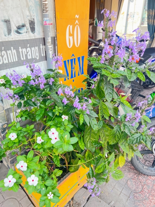 No.1188：ホーチミンの街角の植物