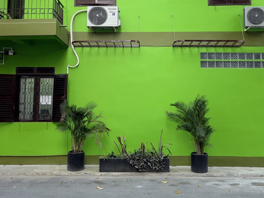 シャープな観葉植物が街角に。