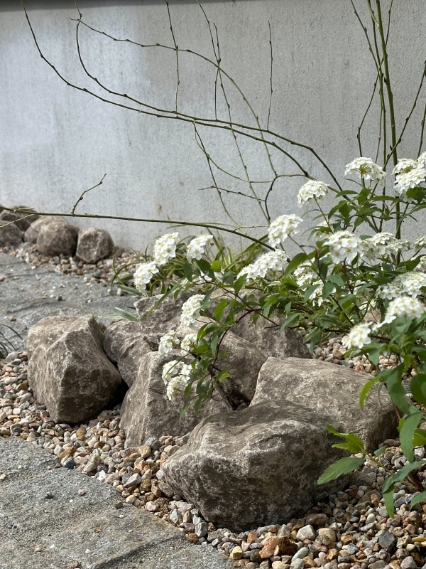 No.1190：志賀石と小手毬の春