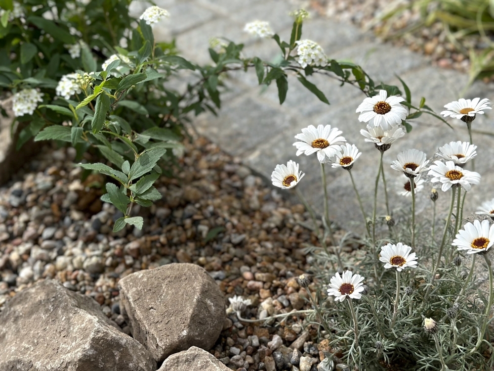 ローゼンセマムの花