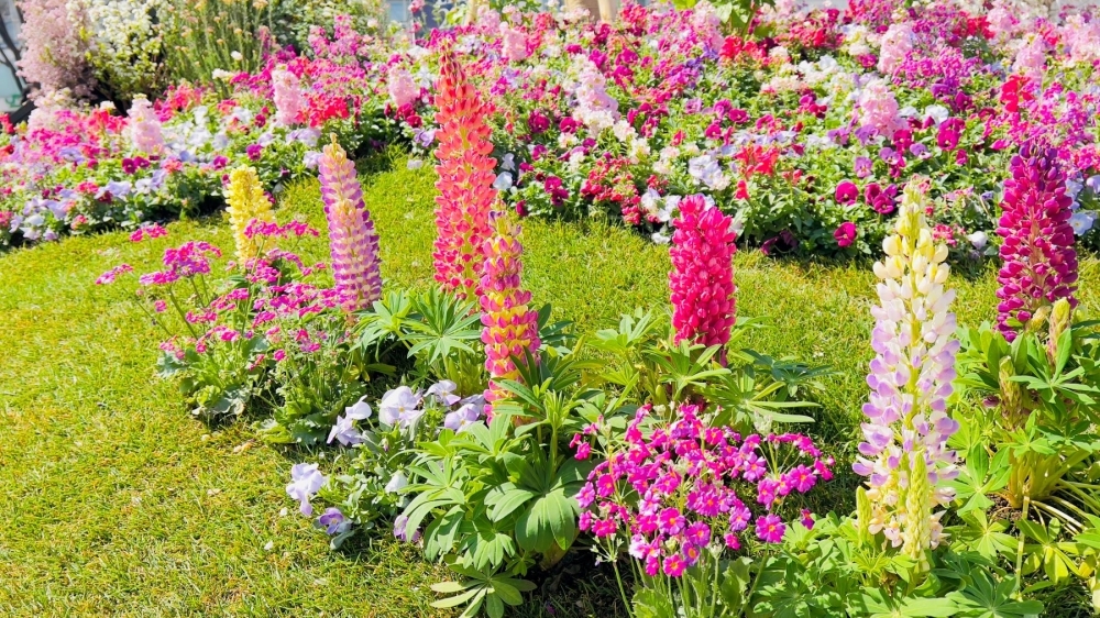 No.1191：ルピナスのある花壇